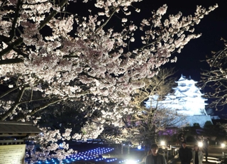 光に照らされ、夜空に浮かび上がるサクラ＝姫路城西の丸庭園