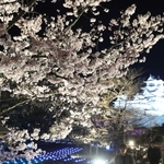 光に照らされ、夜空に浮かび上がるサクラ＝姫路城西の丸庭園