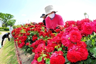 バラの花柄を摘んで整える「おのローズ」のメンバーら＝大池総合公園市民広場
