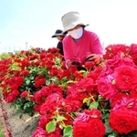 バラの花柄を摘んで整える「おのローズ」のメンバーら＝大池総合公園市民広場