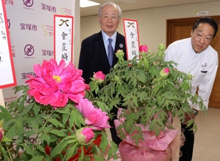 松江市の大根島から届いた貴重な牡丹「金覆輪」＝宝塚市東洋町