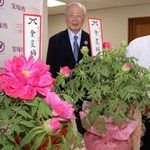 松江市の大根島から届いた貴重な牡丹「金覆輪」＝宝塚市東洋町