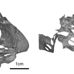 ヒョウゴバトラクス（左）およびタンババトラクスの標本（図１）