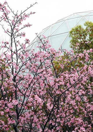 枝を伸ばし多くの花を咲かせた「宇宙桜」＝伊丹市桑津３