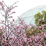 枝を伸ばし多くの花を咲かせた「宇宙桜」＝伊丹市桑津３