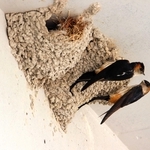 子育ての準備を進めるツバメのつがい＝いずれも大山小学校