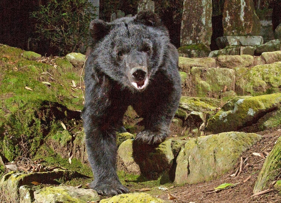 くまごろう様8【1944】羽根龍亀 アマゾナイト 深夜の民家裏に出没、ツキノワグマを撮影 但馬で10月下旬、成獣か 兵庫