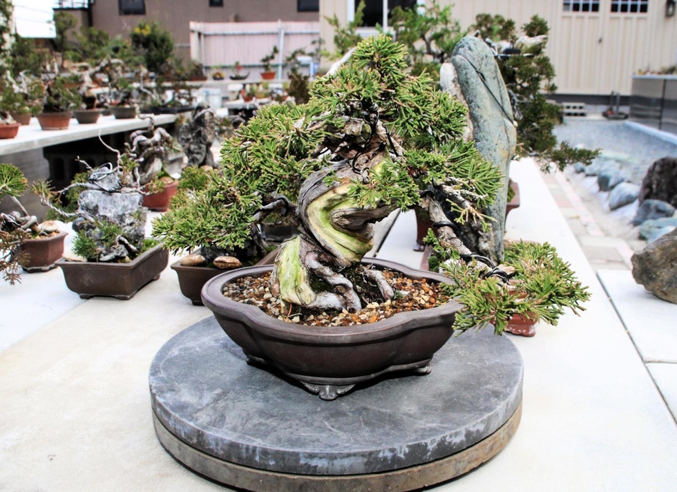 BONSAI＜1＞ 波平イメージ今は昔 誰でも気軽に1万円から 盆栽師