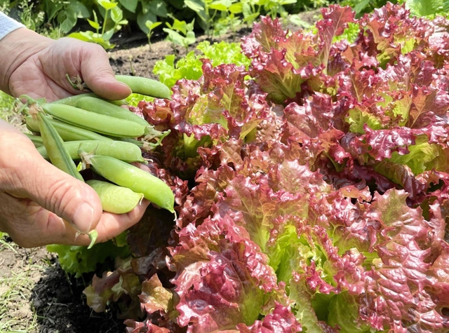 市民農園で栽培されているソラマメやリーフレタス。現在は夏野菜の栽培が佳境を迎えている＝神戸市垂水区下畑町、下畑宝田農園