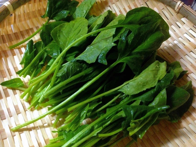 藤田さんが初心者が栽培しやすい野菜としておすすめするホウレンソウ