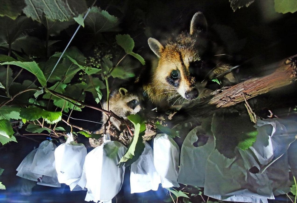 収穫期を迎えたブドウの樹上を歩くアライグマの親子。毎晩のように現れ、熟れた房から食べていく＝７月２３日、加西市東剣坂町