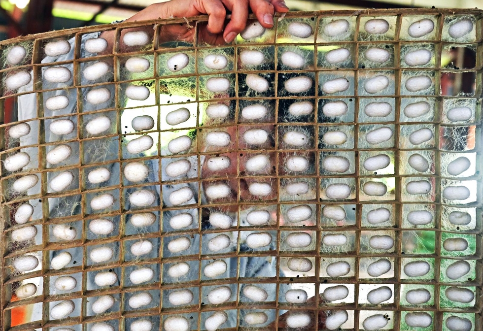 蚕が繭を作る時の足場にする蔟（まぶし）いっぱいに〝実った〟繭。桑の生育にも恵まれ、病気も少なく、予想より多い繭が取れた＝６月１４日、丹波市春日町中山