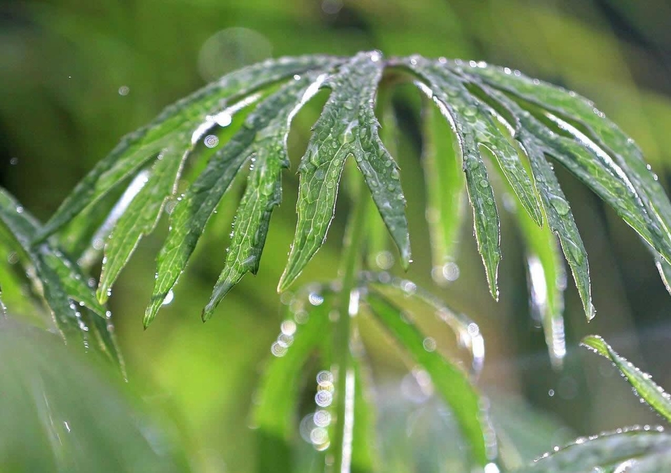 棚田の畦で“小さな傘”が雨にぬれていた。兵庫県版レッドデータブックでＡランクのヤブレガサモドキ。草刈りが絶えると他の植物に負け、姿を消してしまう＝５月１４日、神戸市北区
