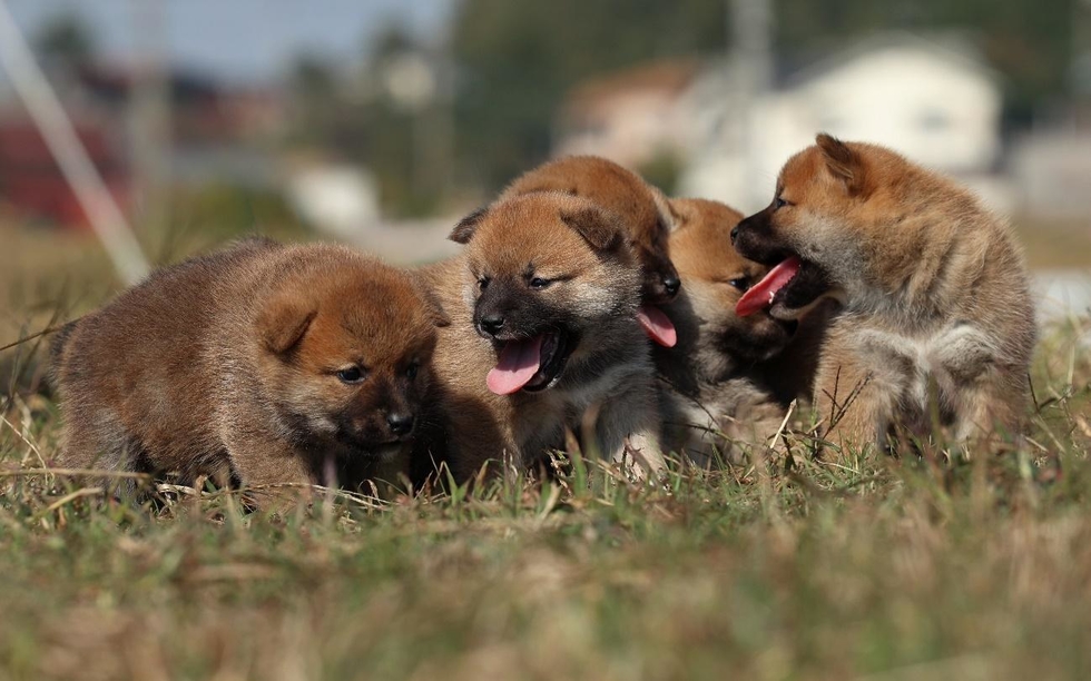 生後３５日の柴犬たち。その愛らしさに海外から注文が入る＝１１月３日、兵庫県明石市