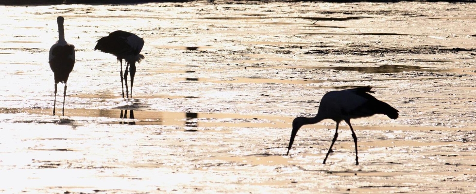 夕暮れのため池でえさを探すコウノトリ＝いずれも明石市内