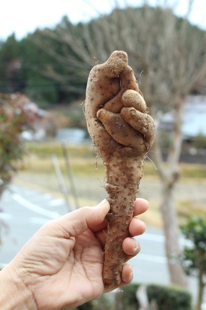 親指を突き出して「グー」の形をしているように見えるジネンジョ＝三田市母子