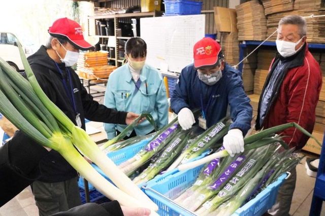 目ならし会でネギの規格を確認する生産者ら＝パスカルさんだ一番館
