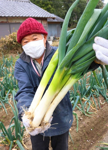 特産のネギ「極ぶとくん」＝三田市下相野