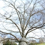 にょきにょきと角が生えたように見える「トルハルバン」＝三田市天神１