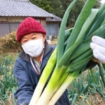 特産のネギ「極ぶとくん」＝三田市下相野