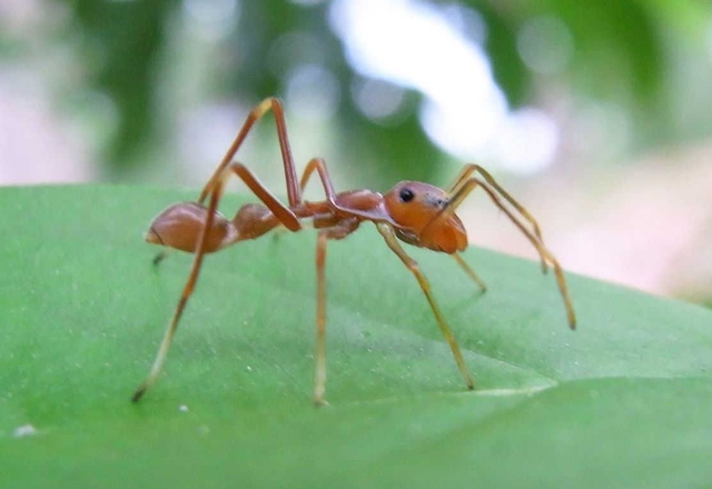 アリに擬態するハエトリグモ類「アリグモ」