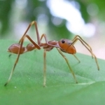 アリに擬態するハエトリグモ類「アリグモ」