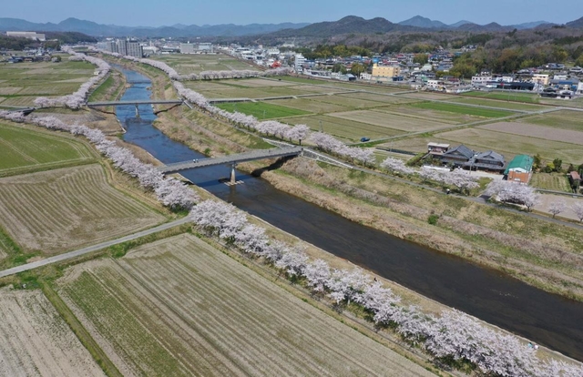 神戸新聞next 三田 水辺縁取るピンクのリボン 武庫川の桜満開