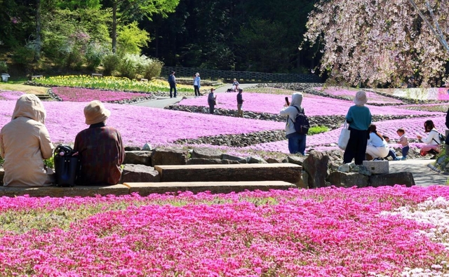 見ごろを迎えたシバザクラ＝三田市永沢寺