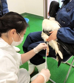 コウノトリの脚を計る川上さん＝県立コウノトリの郷公園（神戸医療福祉専門学校三田校提供）