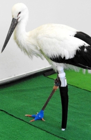 試作品の義足を付けたコウノトリ＝県立コウノトリの郷公園（神戸医療福祉専門学校三田校提供）