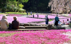 見ごろを迎えたシバザクラ＝三田市永沢寺