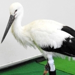 試作品の義足を付けたコウノトリ＝県立コウノトリの郷公園（神戸医療福祉専門学校三田校提供）