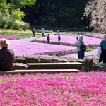 見ごろを迎えたシバザクラ＝三田市永沢寺