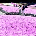 地表を覆うシバザクラ＝三田市永沢寺