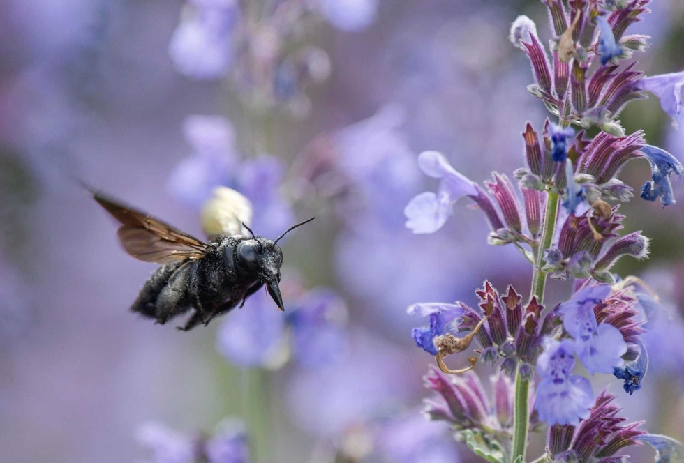 神戸新聞next 三田 竹に穴が それ 注意 外来種のハチ 三田でも