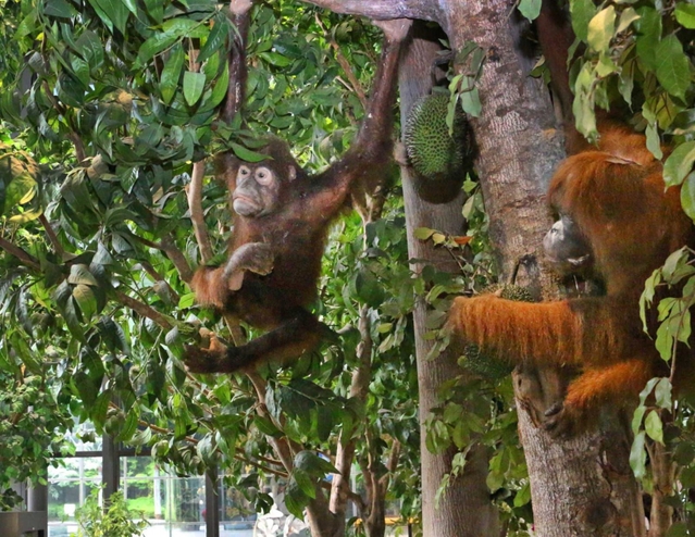 ボルネオ島をイメージした常設展示「共生の森」