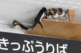 駅員らに見守られすくすくと JR三田駅の毎年恒例ツバメの巣にひな