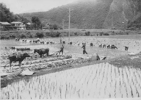 代かきの様子＝兵庫県佐用町（ひとはく収蔵資料より）