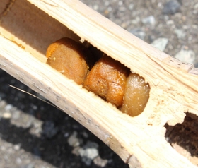 竹の節にたまった花粉の団子＝三田市けやき台４