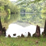 母子大池を望む呼吸根＝三田市母子