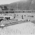 代かきの様子＝兵庫県佐用町（ひとはく収蔵資料より）