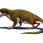 丹波篠山市出身の河合さんにちなんで命名された「ササヤマミロス・カワイイ」