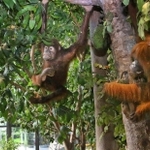 ボルネオ島をイメージした常設展示「共生の森」