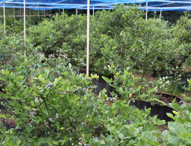 ５０種類以上が育てられている＝三田市波豆川