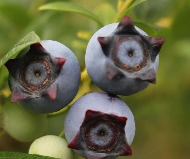 がくが星形に見える品種「スター」＝三田市波豆川