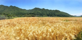 初夏の風に波打つように揺れる麦穂＝三田市下里