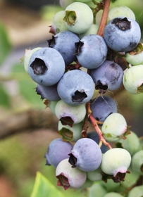 熟れて深い青に色づくブルーベリー＝三田市波豆川