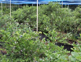 ５０種類以上が育てられている＝三田市波豆川