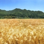 初夏の風に波打つように揺れる麦穂＝三田市下里