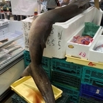 ３メートルの体長は店内でもひときわ目を引く＝三田市ゆりのき台３（提供）